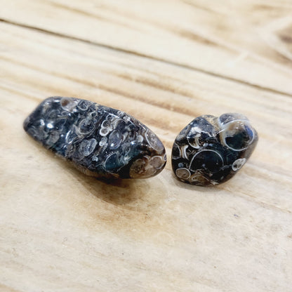 Pierre roulée Agate Fossile